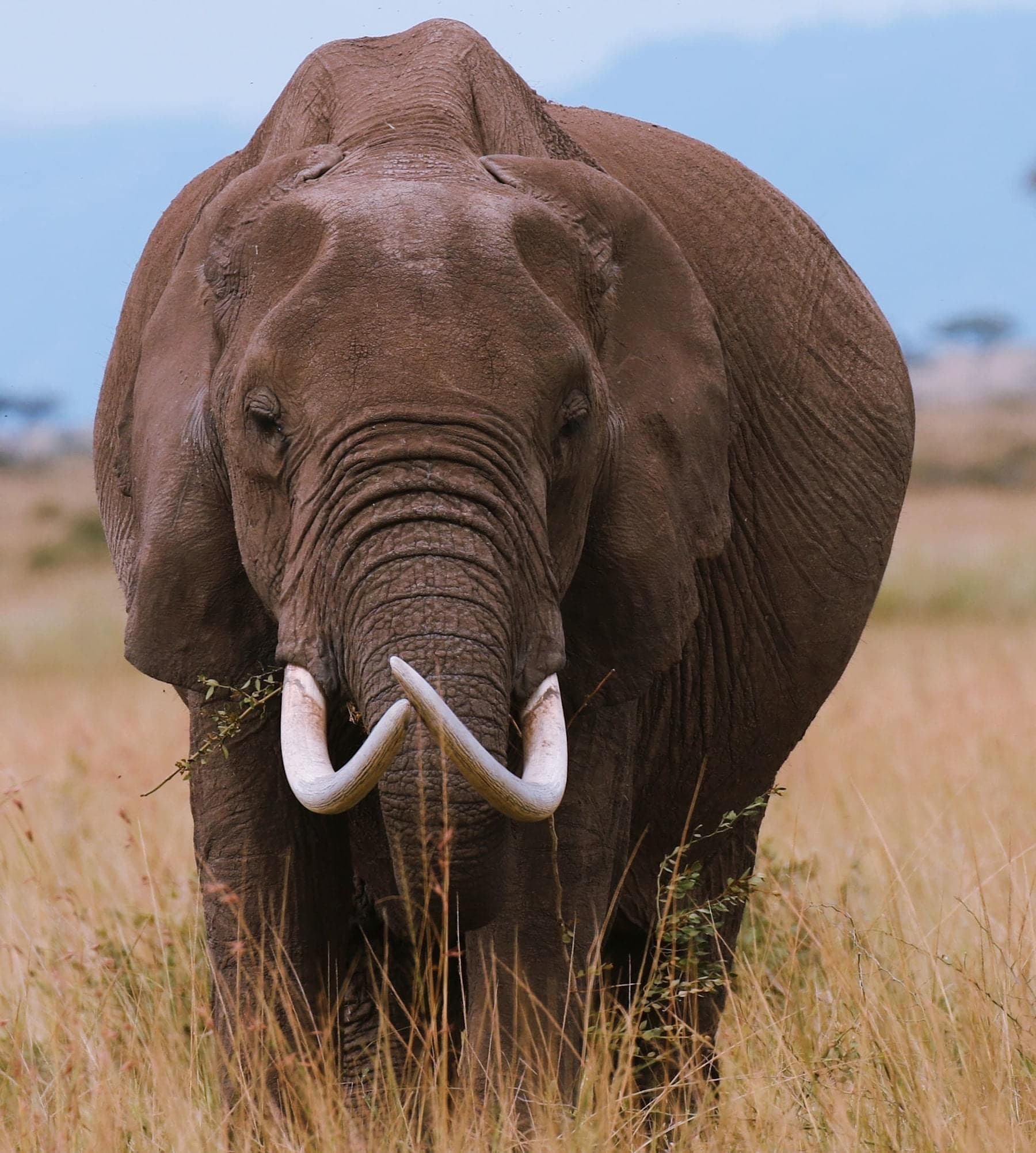 Safari landscape in Africa