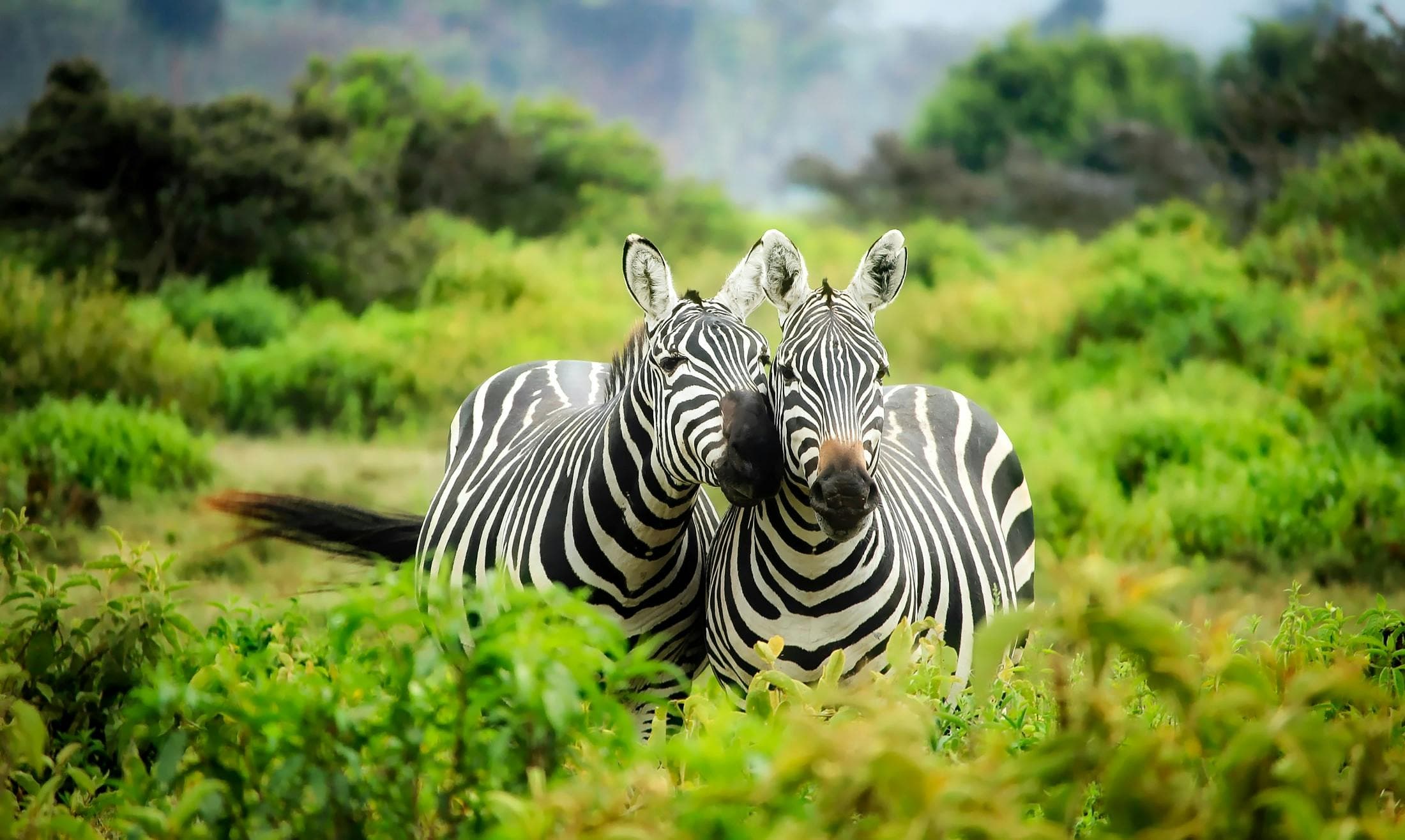 African wildlife safari