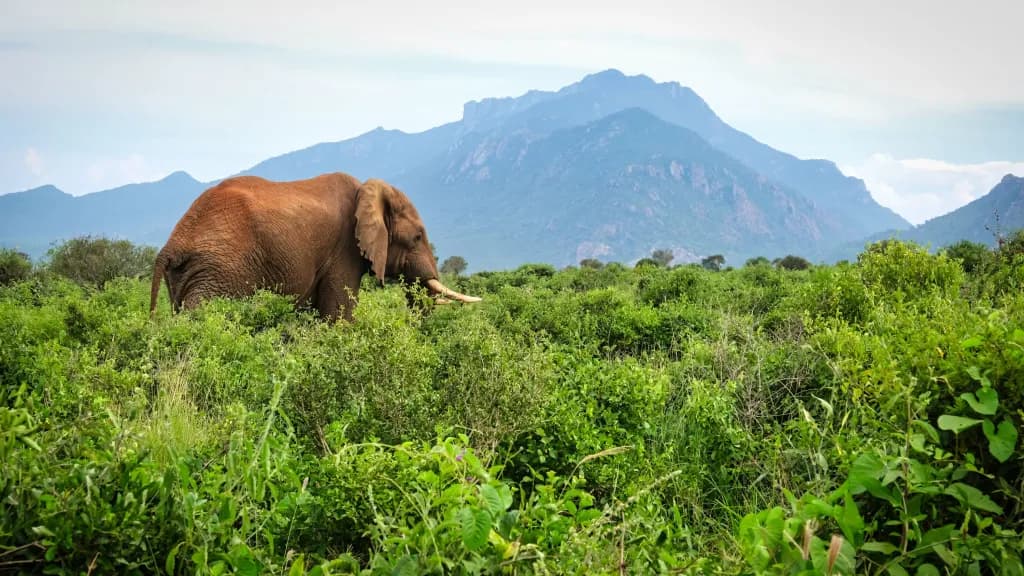 African elephant walking through lush green vegetation with snow-capped Kilimanjaro mountain in the background at Tsavo East National Park, Kenya